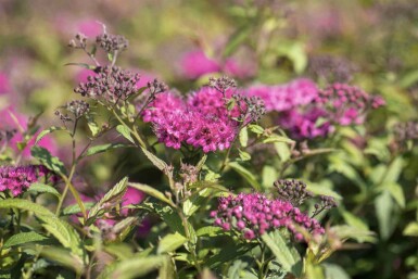 Spiraea japonica 'Anthony Waterer' C2 15-20
