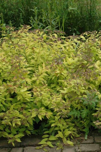 Spiraea japonica 'Golden Princess' C3 30-35