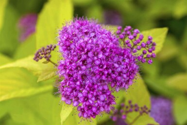 Spiraea japonica 'Golden Princess' C3 30-35