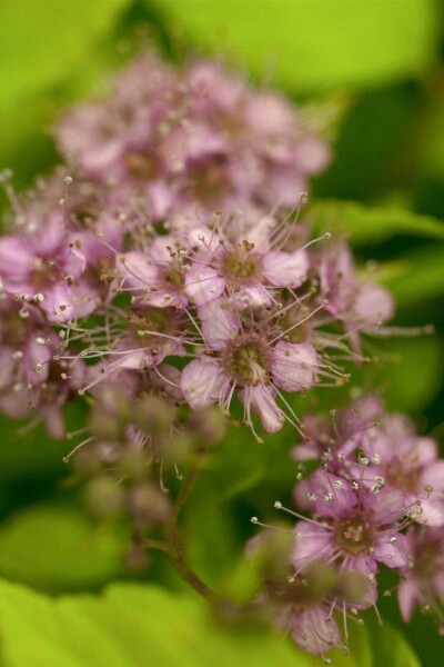 Spiraea japonica 'Goldflame' C3 30-35