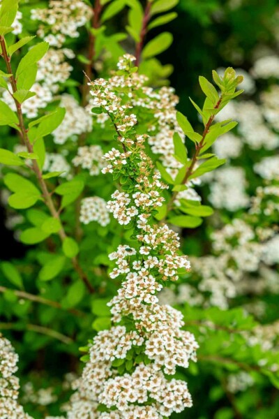 Spiraea nipponica 'Snowmound' C10 50-60
