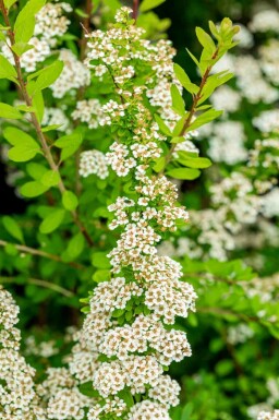 Spiraea nipponica 'Snowmound' C10 50-60