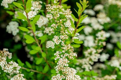 Spiraea nipponica 'Snowmound' C10 50-60