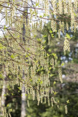 Stachyurus praecox C3 30-40