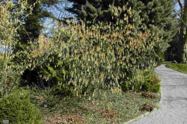 Stachyurus praecox C3 30-40