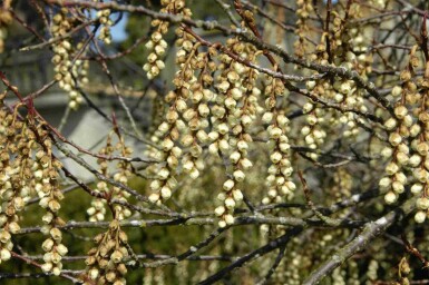 Stachyurus praecox C3 30-40