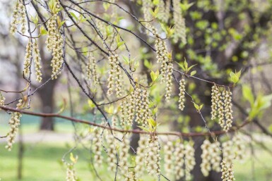 Stachyurus praecox C3 30-40