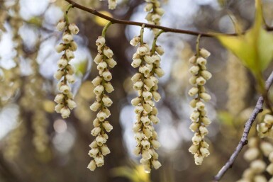 Stachyurus praecox C3 30-40