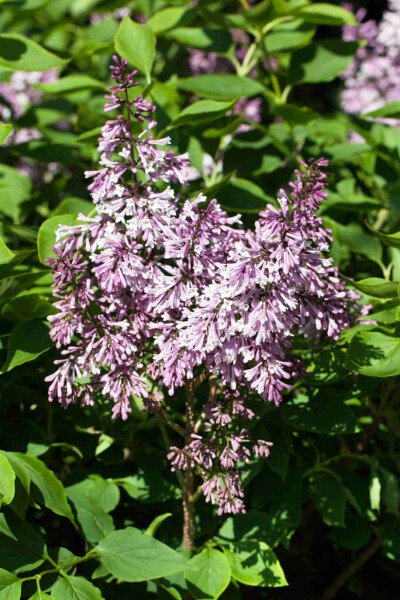Syringa patula 'Miss Kim' C3 30-40