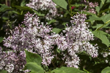 Dwergsering Syringa patula 'Miss Kim' struik 30-40 C3 Syringa patula 'Miss Kim' struik 30-40 cm