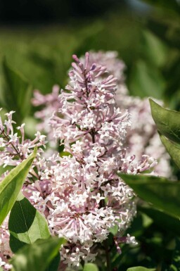 Syringa patula 'Miss Kim' C3 30-40