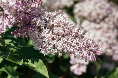 Syringa patula 'Miss Kim' C3 30-40