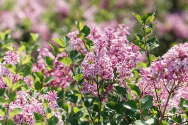 Syringa patula 'Miss Kim' C3 30-40