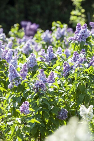 Syringa vulgaris C2 30-50