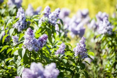 Syringa vulgaris C2 30-50