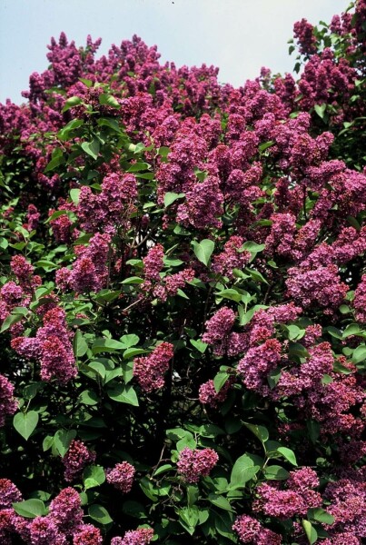 Syringa vulgaris 'Andenken an Ludwig Spath' struik 50-60 cm