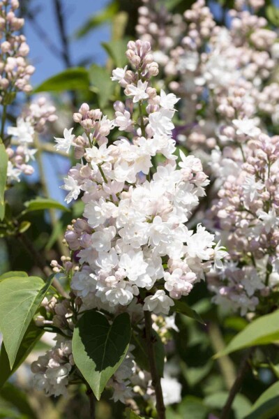 Syringa vulgaris 'Beauty of Moscow' C3 25-30