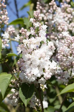 Sering Syringa vulgaris 'Beauty of Moscow' struik 25-30 C3 Syringa vulgaris 'Beauty of Moscow' struik 25-30 cm
