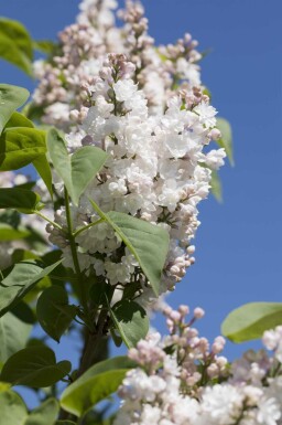 Syringa vulgaris 'Beauty of Moscow' C3 25-30