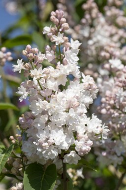 Syringa vulgaris 'Beauty of Moscow' C3 25-30