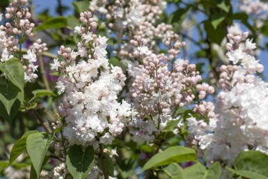 Sering Syringa vulgaris 'Beauty of Moscow' struik 25-30 C3 Syringa vulgaris 'Beauty of Moscow' struik 25-30 cm