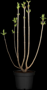 Sering Syringa vulgaris 'Beauty of Moscow' struik 25-30 C3 Syringa vulgaris 'Beauty of Moscow' struik 25-30 cm