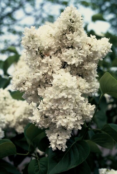 Syringa vulgaris 'Mme Lemoine' C4 40-50
