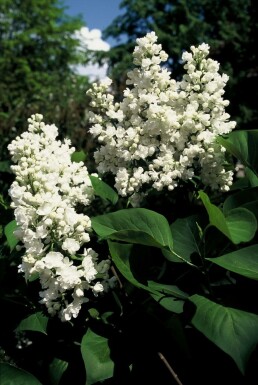 Syringa vulgaris 'Mme Lemoine' C4 40-50