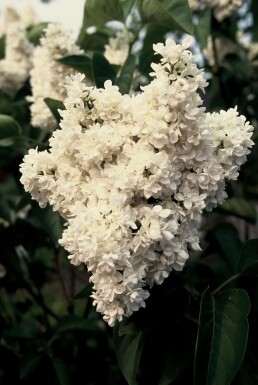 Syringa vulgaris 'Mme Lemoine' C4 40-50