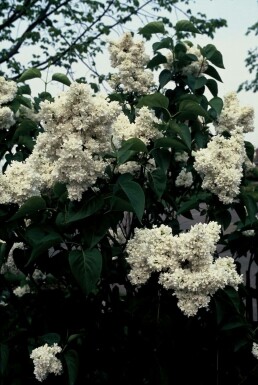 Syringa vulgaris 'Mme Lemoine' C4 40-50