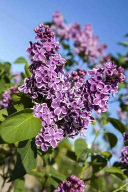Sering Syringa vulgaris 'Sensation' struik 30-40 C3 Syringa vulgaris 'Sensation' struik 30-40 cm