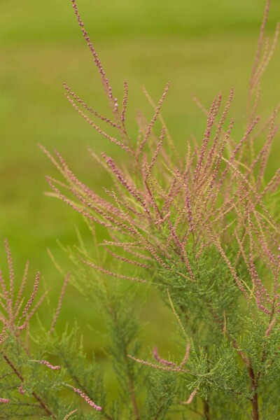 Tamarix ramosissima 'Pink Cascade' C10 80-100