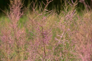 Tamarisk Tamarix ramosissima 'Pink Cascade' struik 80-100 C10 Tamarix ramosissima 'Pink Cascade' struik 80-100 cm
