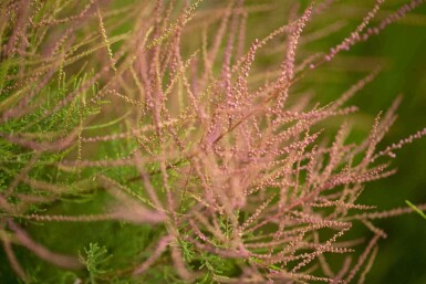 Tamarisk Tamarix ramosissima 'Pink Cascade' struik 80-100 C10 Tamarix ramosissima 'Pink Cascade' struik 80-100 cm