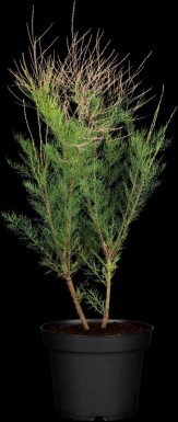 Tamarisk Tamarix ramosissima 'Pink Cascade' struik 80-100 C10 Tamarix ramosissima 'Pink Cascade' struik 80-100 cm