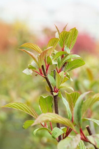 Sneeuwbal Viburnum bodnantense 'Charles Lamont' struik 40-60 C3 Viburnum bodnantense 'Charles Lamont' struik 40-60 cm