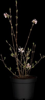 Sneeuwbal Viburnum bodnantense 'Charles Lamont' struik 40-60 C3 Viburnum bodnantense 'Charles Lamont' struik 40-60 cm