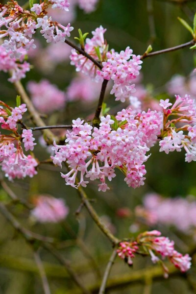 Viburnum bodnantense 'Dawn' C2 30-40