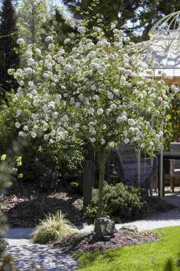 Viburnum burkwoodii C3 30-40