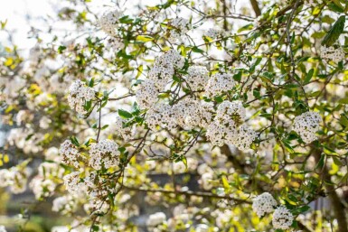 Viburnum burkwoodii C3 30-40