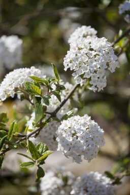 Viburnum burkwoodii C3 30-40