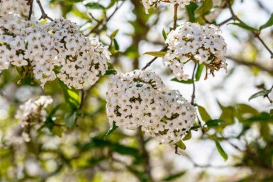 Viburnum burkwoodii C3 30-40