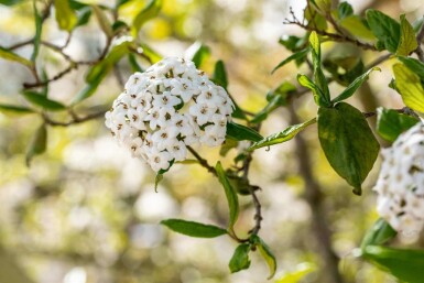 Viburnum burkwoodii C3 30-40