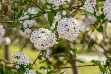 Viburnum burkwoodii C3 30-40