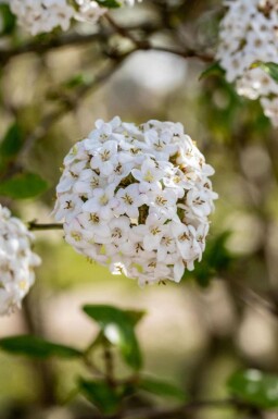 Viburnum burkwoodii C3 30-40