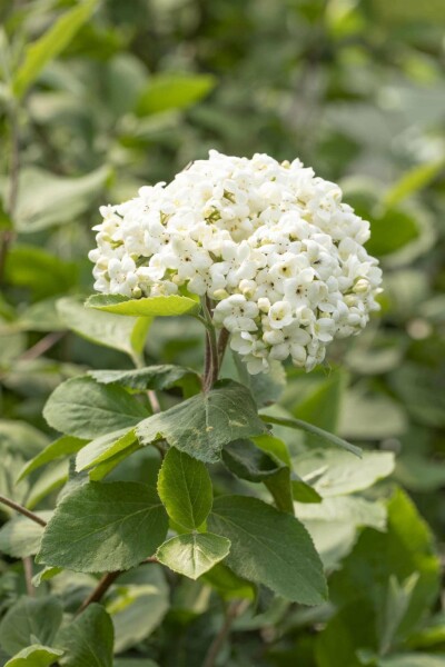 Viburnum carlcephalum C3 30-40