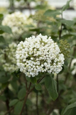 Viburnum carlcephalum C3 30-40