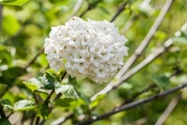 Viburnum carlcephalum C3 30-40