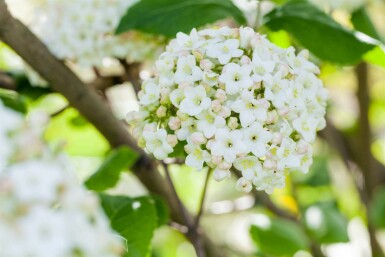 Viburnum carlcephalum C3 30-40