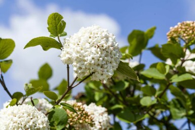 Viburnum carlcephalum C3 30-40